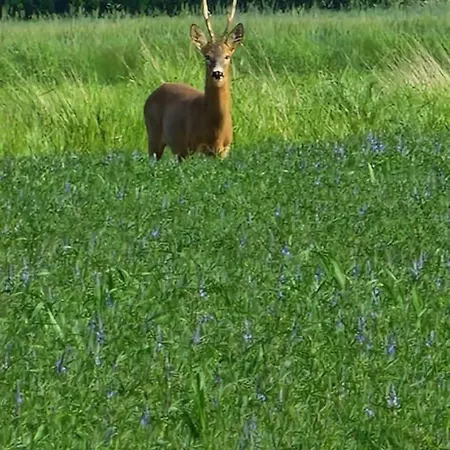 Stajnia Na Uboczu Casa di campagna *